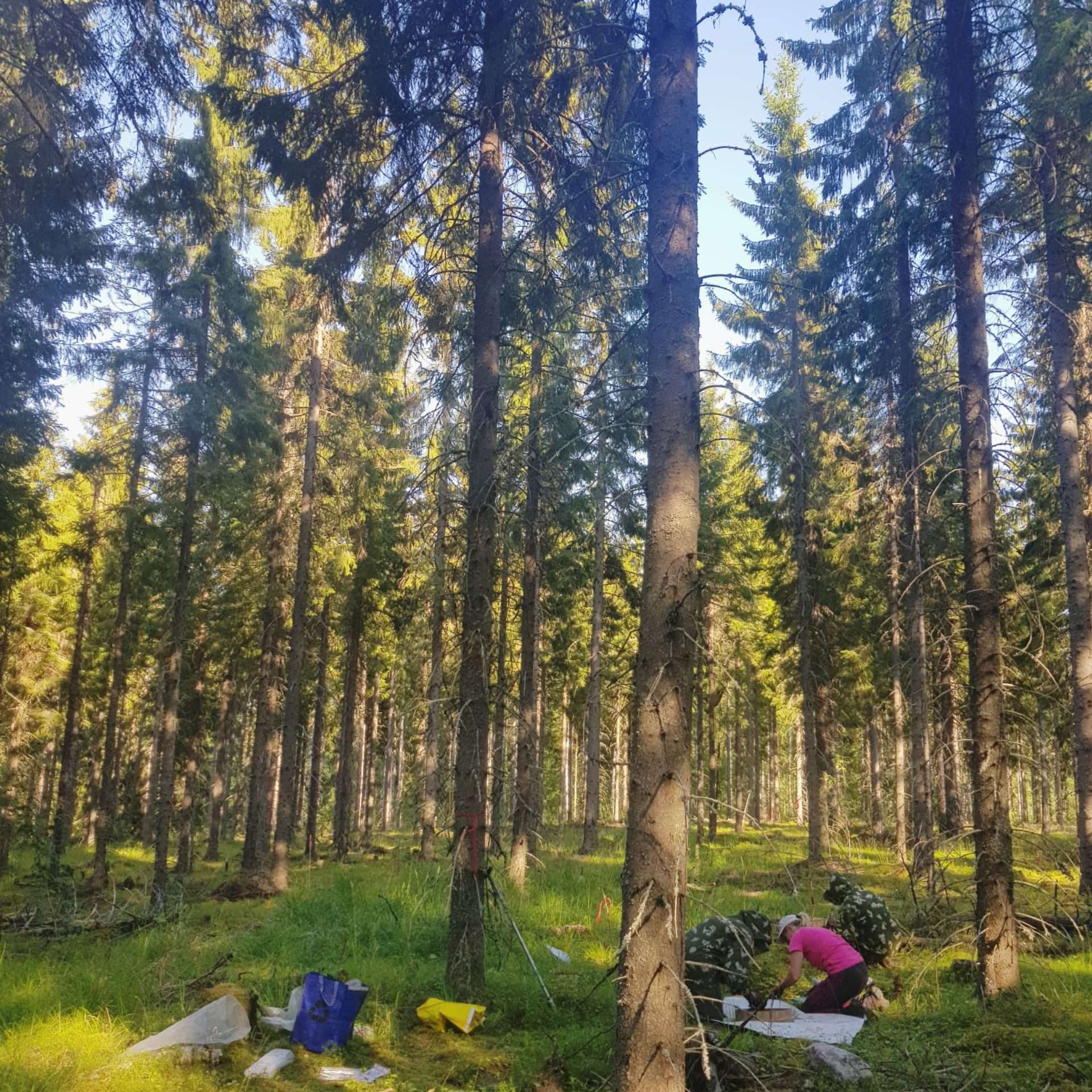 Why The World’s “Fastest-Growing” Trees May Be Slowing Our Climate Fight