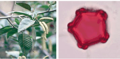Catkins and pollen from aliso (Alnus acuminata), an important tree in Inca agroforestry as it grows straight and relatively fast, while being nitrogen-fixing. Pollen of this species are dispersed in large quantities by the wind.