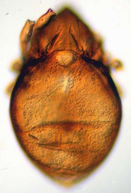 Abundances of aquatic detritus-feeding oribatid mites (Hydrozetes sp.) in the lake sediments, which ate the broken down remains of large herbivore dung, were used to estimate livestock on the landscape.