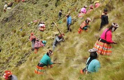 Reforestation with Polylepis seedlings by the community of Huilloc, upstream from Marcacocha in the Patacancha Valley. Currently, 680 hectares have been reforested since 2000. Photograph: ECOAN