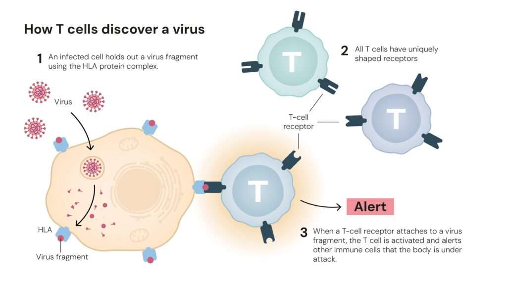 The vast number of T cells with different receptors ensures that there are always some that can detect the shape of an invading microbe
