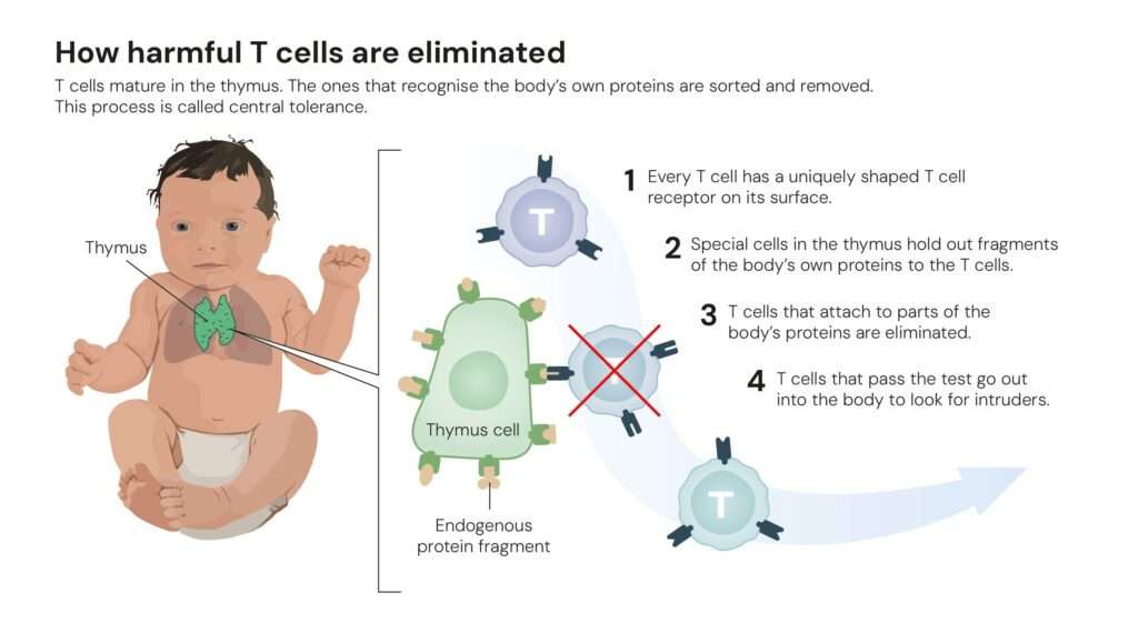 In the 1980s, researchers understood that when T cells mature in the thymus, they undergo a type of test that eliminates the T cells that recognise the body’s own – endogenous – proteins (figure 3). This selection process is called central tolerance.