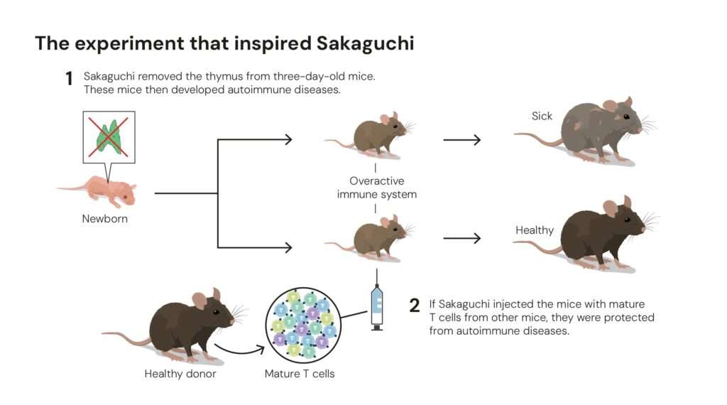 T cells that could protect the mice from autoimmune diseases