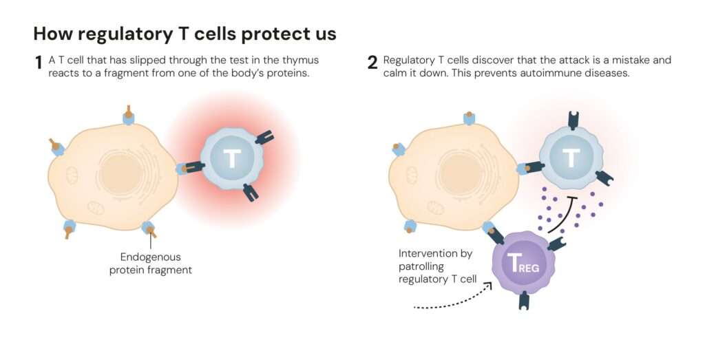 Reprogramming the immune system