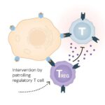 Guardians of The Immune System: The 2025 Nobel Prize Honours Discoveries That Keep Our Defences In Check