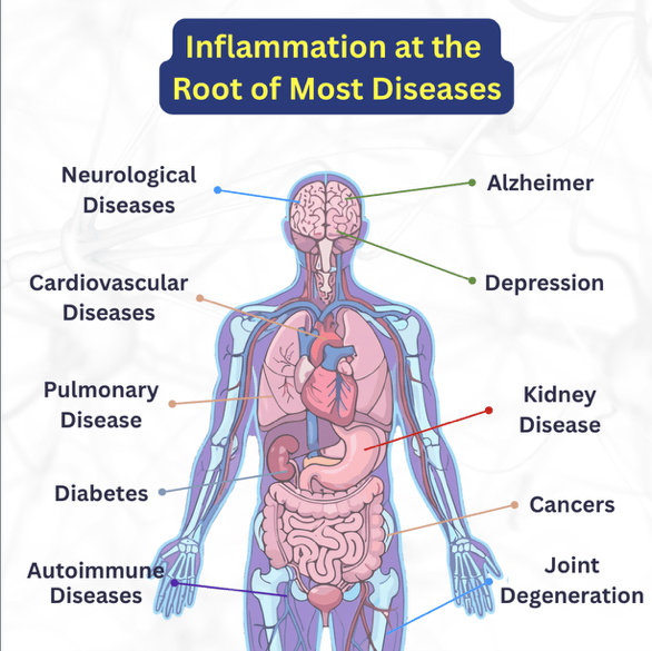 Figure 2. Chronic inflammation contributes to aging and many diseases, prompting research into new ways to control it.