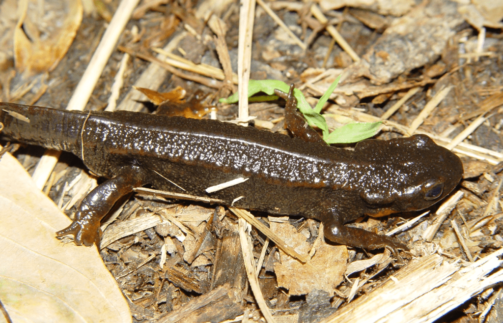 Figure 1. Fire-bellied newt (Cynops ensicauda) photographed on Amami Island, Japan. Proponents of the sixth mass extinction have claimed that this entire genus is extinct. It is not, and this species was photographed in the wild earlier this year. Photo by John J. Wiens.