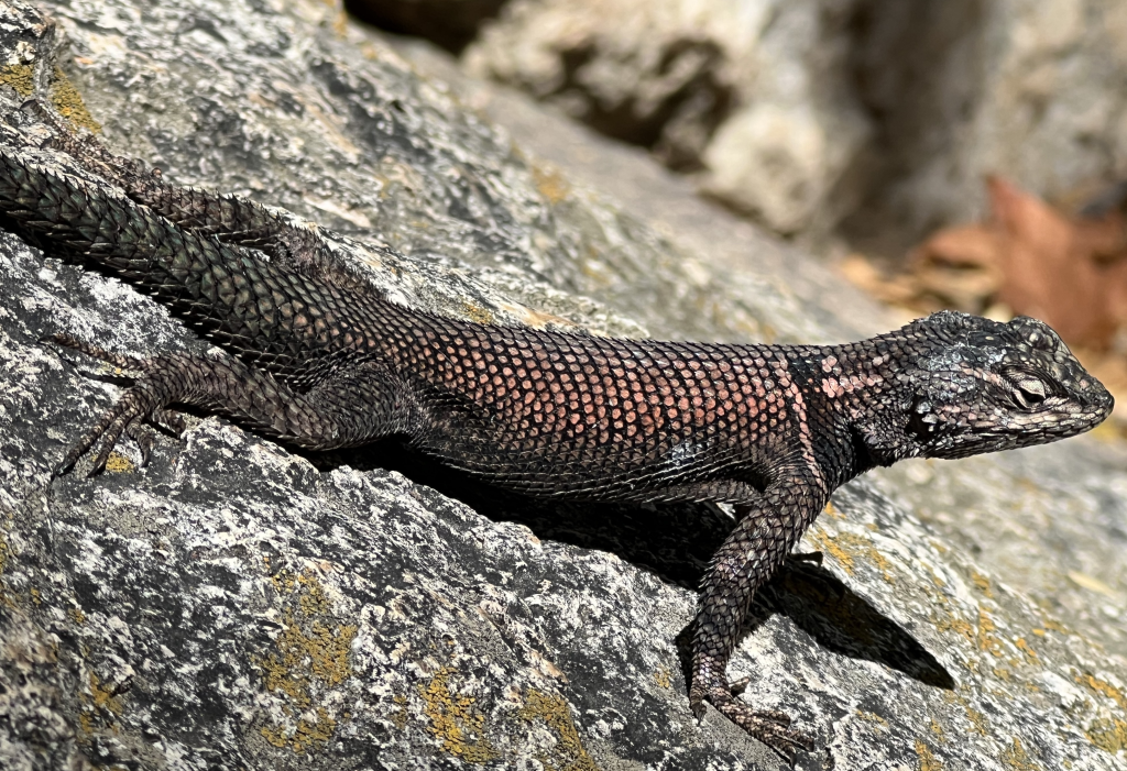 Figure 2. Yarrow's spiny lizard (Sceloporus jarrovii) from Arizona. Populations of this species in southeastern Arizona have experienced widespread local extinctions related to climate change. Photo by John J. Wiens.