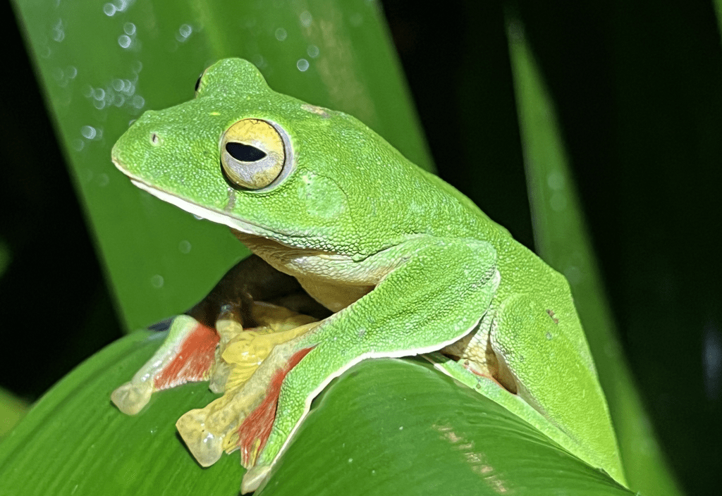 Figure 3. Malabar gliding frog (Rhacophorus malabaricus) from southern India. There have been several recent extinctions in this family of Asian treefrogs. Photo by John J. Wiens.
