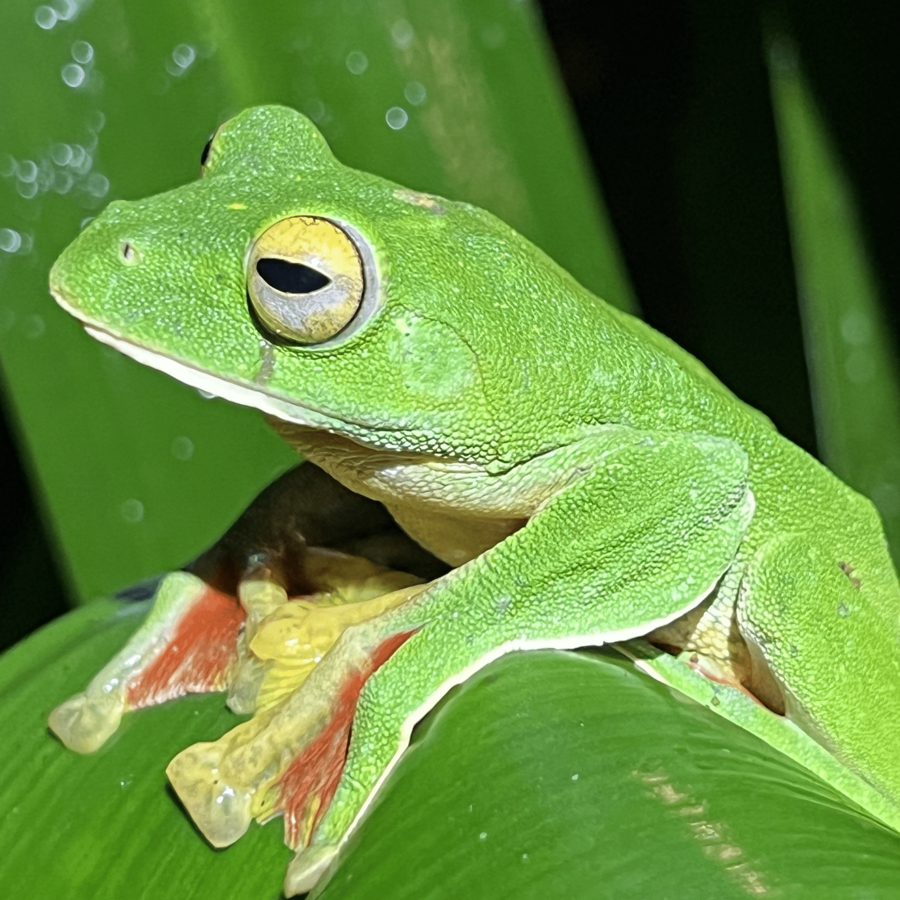 Figure 3. Malabar gliding frog (Rhacophorus malabaricus) from southern India. There have been several recent extinctions in this family of Asian treefrogs. Photo by John J. Wiens.