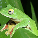 Rethinking the Sixth Mass Extinction