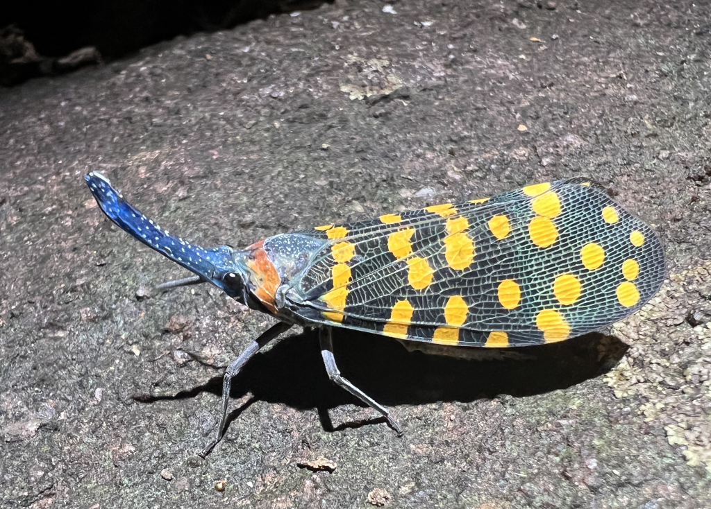 Figure 4. Indian lanternfly. Most research on the sixth mass extinction has focused on vertebrates. But a sixth mass extinction would depend on levels of extinction among insects (which make up almost half of all species on Earth). Photo by John J. Wiens.