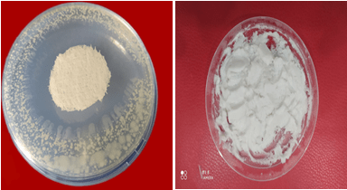 Figure 1. Medical ointment cream preparation from nano material ZnO/SiO2, and inhibiting microbial growth of the ointment cream on E.Coli microbial.