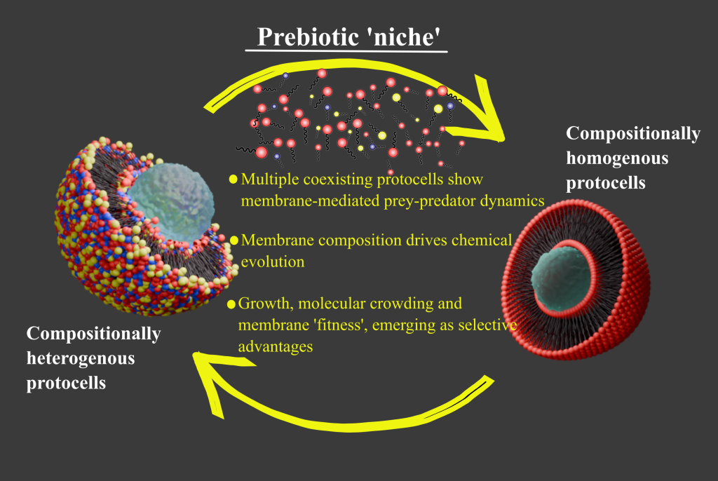 Figure 1. When multiple protocell populations with distinct physicochemical traits interact under similar environmental constraints, ‘emergent’ outcomes and selective advantages become possible due to such coexistence.