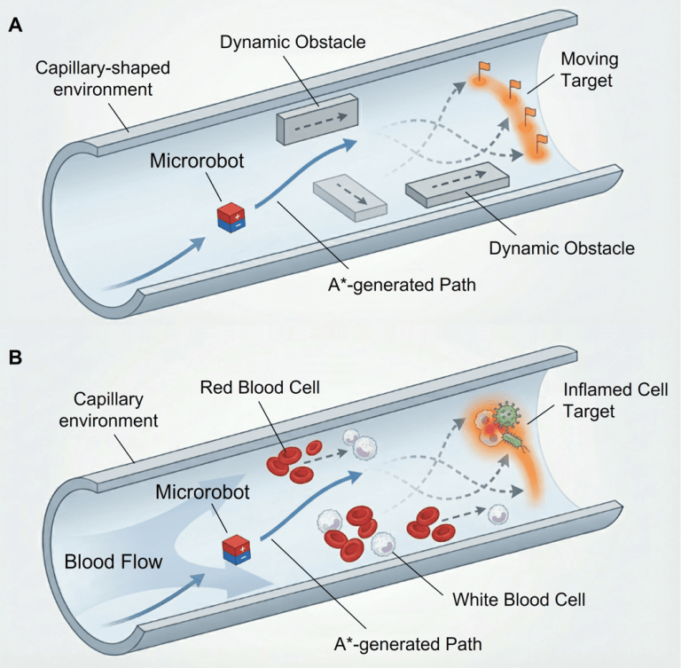 Figure 1. Adaptive autonomy framework for microrobot navigation in dynamic environments. (A) Demonstration of the proposed control architecture in a capillary-shaped environment. The microrobot utilizes an A* planner to generate a real-time, collision-free path to a moving target while avoiding dynamic obstacles. A DRL agent provides low-level motion control to accurately track the planned trajectory. (B) Conceptual illustration of a future biomedical application. The framework is envisioned to operate in a biological capillary, where the microrobot must navigate through blood flow and contend with dynamic biological obstacles, such as red and white blood cells, to reach a targeted inflamed cell for therapeutic action.