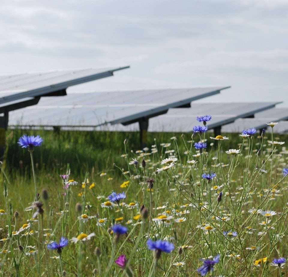 Biodiversity Reshapes Renewable Energy Strategy