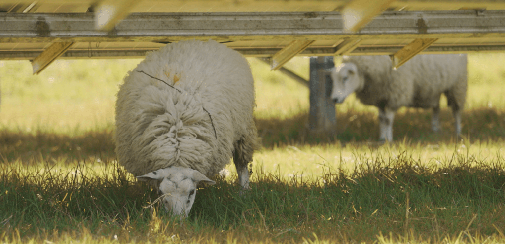 Honington Solar Asset - NextEnergy Solar Fund. Photo Credit. NextEnergy Group