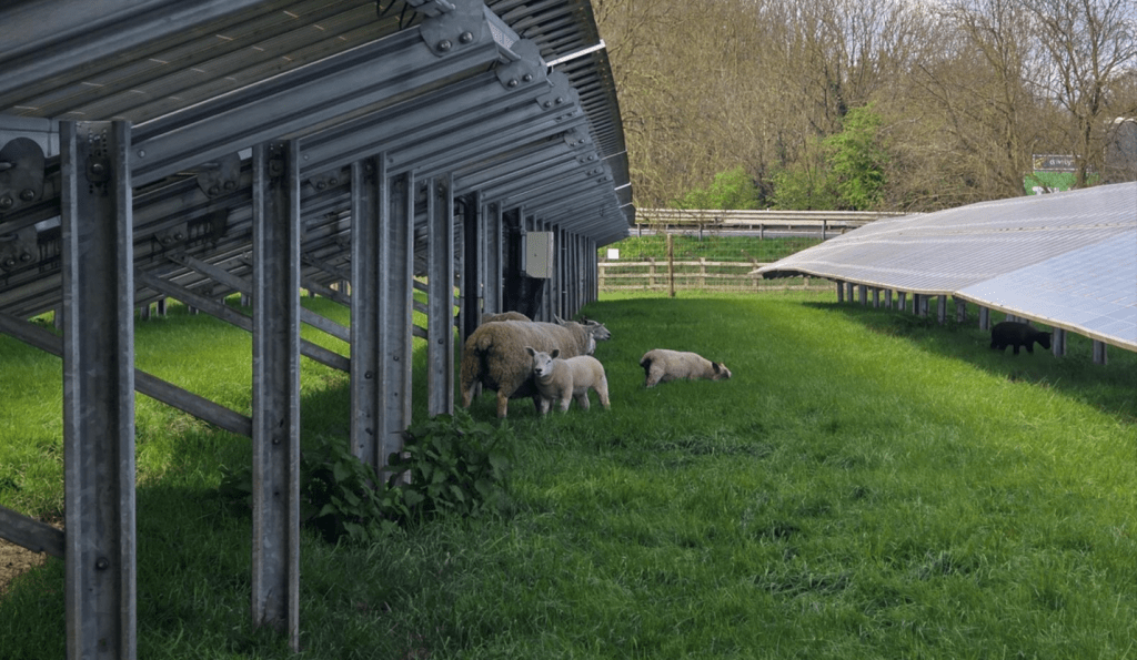 Tower Hill Solar Farm in Gloucestershire is an 8.1MWp asset owned by NextEnergy Solar Fund, the site supports grazing Charollais sheep, features hedgerows to provide natural screening, and provides ecological connectivity with an adjacent Site of Nature Conservation Interest. Photo Credit. NextEnergy Group