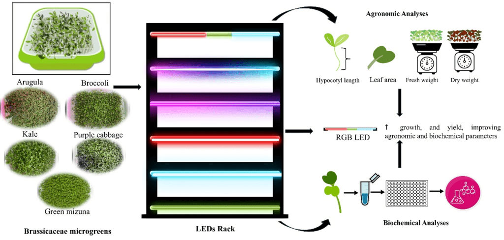 Figure 1. Influence of different light-emitting diodes on the growth of microgreens under a hydroponic system to maximise production sustainably. (Credit. ACS Publications under CC-BY 4.0)