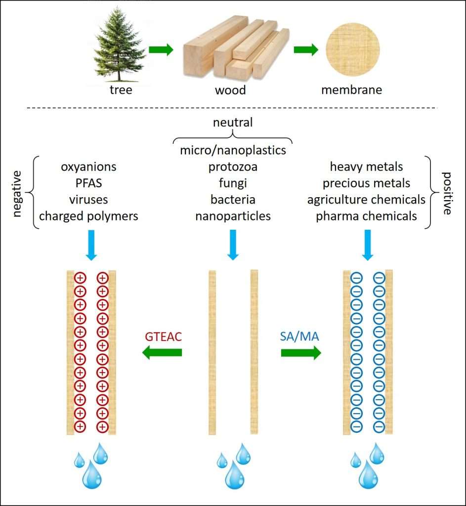 Figure 1: Wood membrane processing: from the tree to the application. The three different wood membranes shown in the article: unmodified wood membrane (middle; neutral), GTEAC-modified wood membrane (left; positive), and SA/MA-modified wood membrane (right; negative), which are able to remove neutral (e.g., micro/nanoplastics, protozoa, fungi, bacteria and nanoparticles), negatively charged (e.g., oxyanions, PFAS, viruses and charged polymers), and positively charged (e.g., heavy and precious metals, and agriculture and pharma chemicals) objects, respectively.