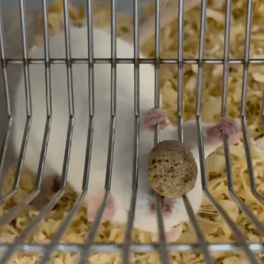 Rat experiments setup; Credit: Author