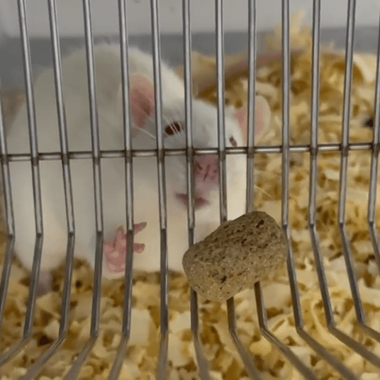 Rat experiments setup; Credit: Author