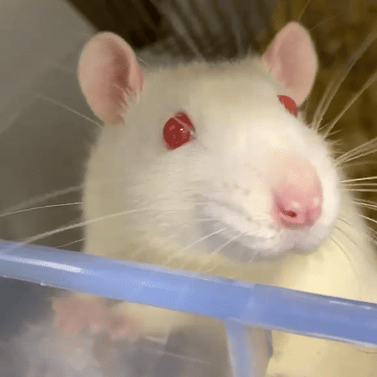 Rat experiments setup; Credit: Author