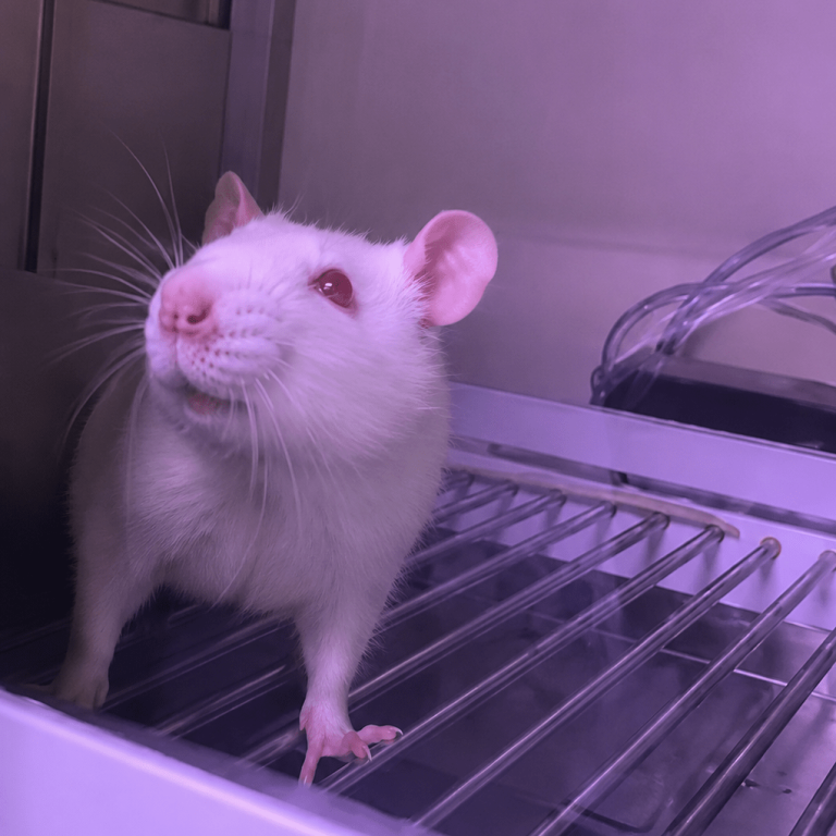 Rat experiments setup; Credit: Author