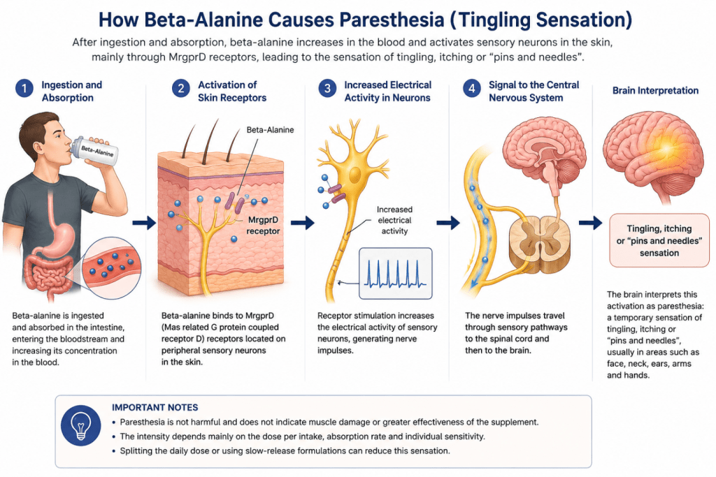 Figure 2: The physiological mechanisms responsible for paresthesia; Credit: Author