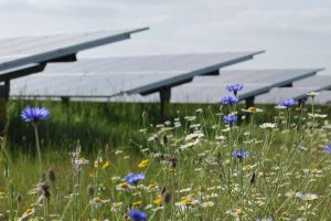 Biodiversity Reshapes Renewable Energy Strategy