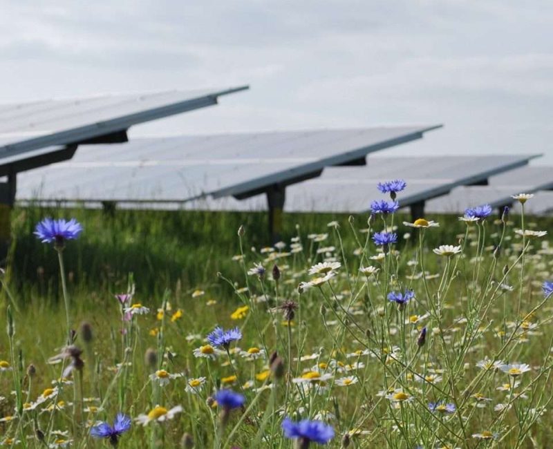 Biodiversity Reshapes Renewable Energy Strategy