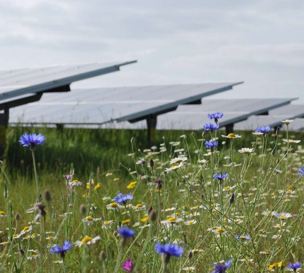 Biodiversity Reshapes Renewable Energy Strategy