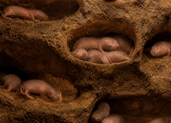 Evolutionary Pressure Shapes Lifespan and Ageing Across Species.