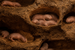 Evolutionary Pressure Shapes Lifespan and Ageing Across Species.