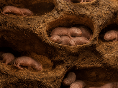 Evolutionary Pressure Shapes Lifespan and Ageing Across Species.