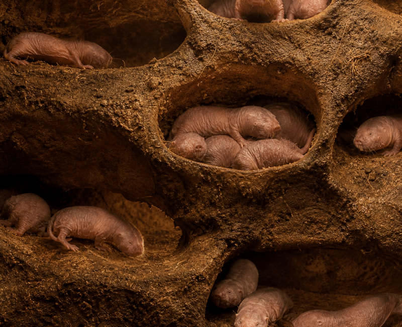 Evolutionary Pressure Shapes Lifespan and Ageing Across Species.