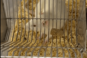 Why Frustration May Increase Both Eating and Food Pleasure