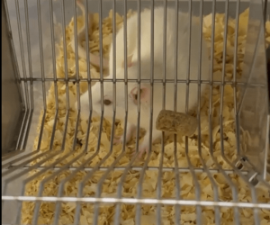 Why Frustration May Increase Both Eating and Food Pleasure