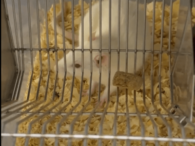 Why Frustration May Increase Both Eating and Food Pleasure