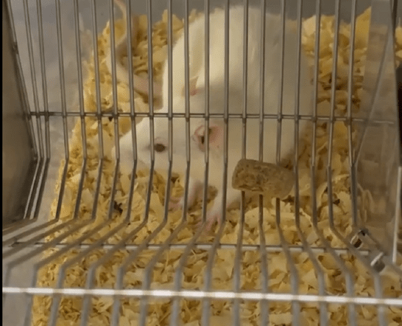 Why Frustration May Increase Both Eating and Food Pleasure