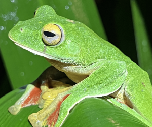 Figure 3. Malabar gliding frog (Rhacophorus malabaricus) from southern India. There have been several recent extinctions in this family of Asian treefrogs. Photo by John J. Wiens.