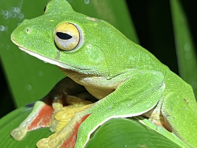 Figure 3. Malabar gliding frog (Rhacophorus malabaricus) from southern India. There have been several recent extinctions in this family of Asian treefrogs. Photo by John J. Wiens.
