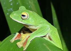 Rethinking the Sixth Mass Extinction