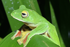 Rethinking the Sixth Mass Extinction