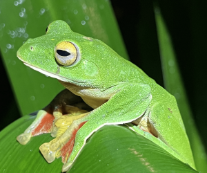 Rethinking the Sixth Mass Extinction