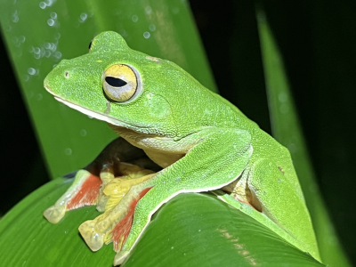 Rethinking the Sixth Mass Extinction