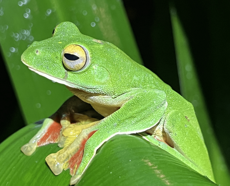 Rethinking the Sixth Mass Extinction