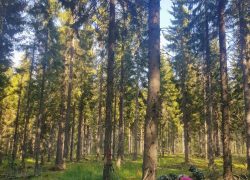 Why The World’s “Fastest-Growing” Trees May Be Slowing Our Climate Fight