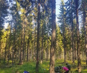 Why The World’s “Fastest-Growing” Trees May Be Slowing Our Climate Fight