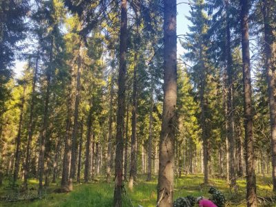 Why The World’s “Fastest-Growing” Trees May Be Slowing Our Climate Fight